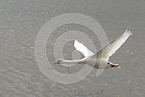 Flying Swan