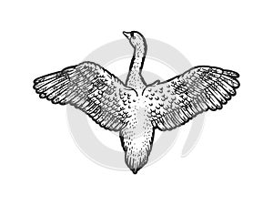 Flying swan bird sketch vector illustration