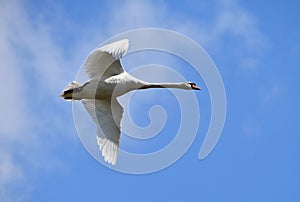 Flying swan circling over the lake, background sky with clouds.