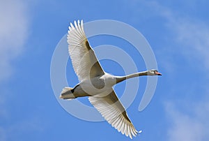 Flying swan circling over the lake, background sky with clouds.