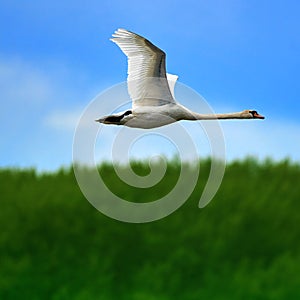 Flying swan, Cygnus olor, in perfect aerodynamic shape, against blurred background with green bushes and blue sky