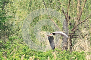 The flying swan goose photo