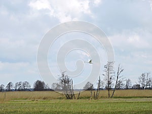 Flying swan, Lithuania