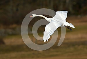Flying swan in the nature,Sweden