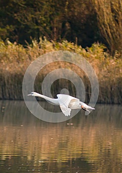 Flying swan over a lake in autumn