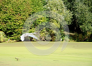 flying swan over a lake full of duckweed