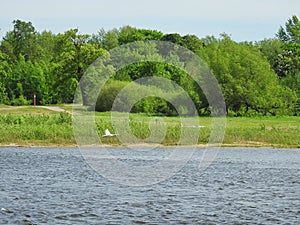 Flying swan and river, Lithuania