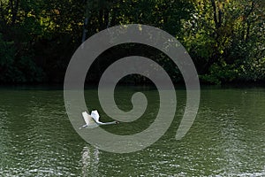 Flying swan and Seine river banks