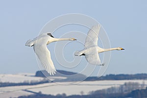 Flying with the Swans