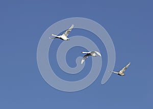 Flying swans