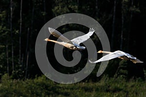 Flying swans