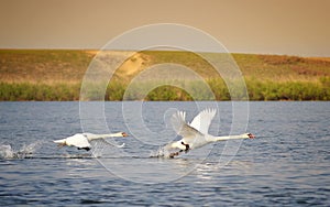 Flying swans