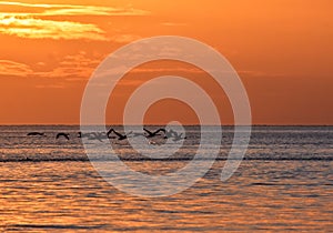 flying swans during golden sunrise over the baltic sea in gdynia, poland
