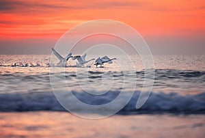 Flying swans over sea water