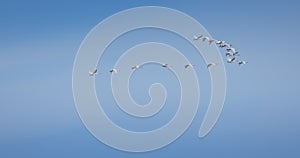 Flying swans in a sky, flock of swan birds, wildlife migration 4K slow motion video