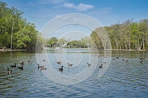 Flying and swimming geese