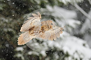 Flying tawny owl