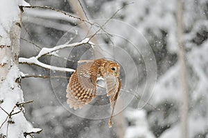 Flying tawny owl