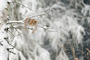 Flying tawny owl