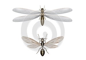 Flying termite and flying ant