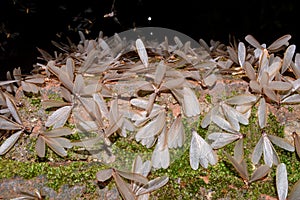 Flying termite in the night