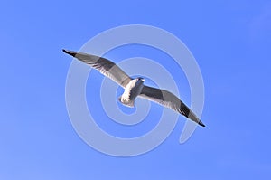 Flying Tern