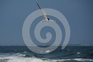 Flying Tern Seabird at the Ocean