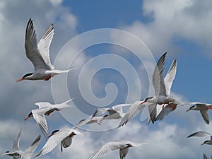 Flying Terns