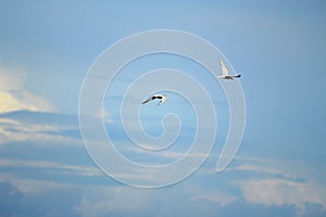 Flying terns