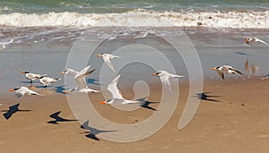 Flying Terns at Melbourne Beach Florida