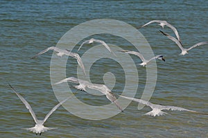 Flying Terns Over the Ocean in Florida