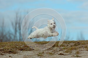 Flying terrier photo