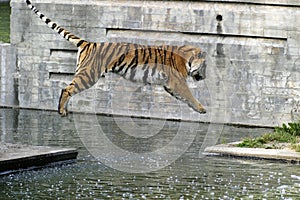 Flying tiger