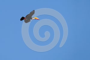 Flying Toco Toucan, Ramphastos Toco, also known as the Common Toucan, Giant Toucan, Pantanal, Mato Grosso do Sul, Brazil