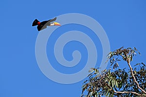 Flying Toco Toucan, Ramphastos Toco, also known as the Common Toucan, Giant Toucan, Pantanal, Mato Grosso do Sul, Brazil