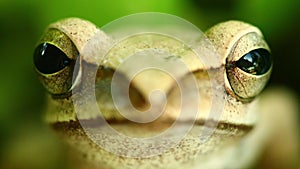 Flying Tree Frog Macro Head And Eyes Portrait Close Up