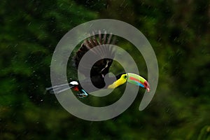 Flying tropic bird during strong rain. Keel-billed Toucan, Ramphastos sulfuratus, bird with big bill fly above the forest. Beautif photo