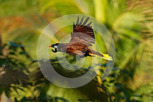 Flying tropical bird Montezuma Oropendola - Psarocolius montezuma  New World tropical icterid bird, Caribbean coastal lowlands,