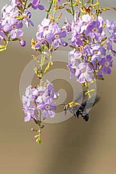 Flying tropical carpenter bee approaching the Duranta flower