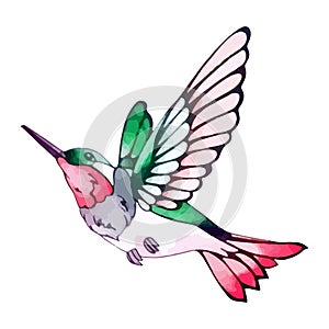 Flying tropical hummingbird with colorful feathers. Small exotic bird from the jungle. Colibri in flight for decoration