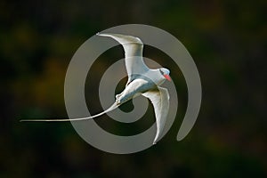 Flying Tropicbird with green forest background. Red-billed Tropicbird, Phaethon aethereus, rare bird from the Caribbean. White