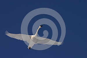 Flying trumpeter swan