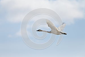 Flying Trumpeter Swan Cygnus buccinator and clouds