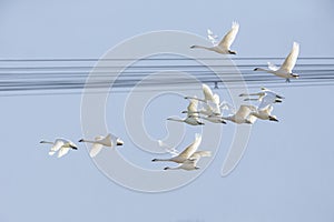 Flying Trumpeter Swan