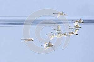 Flying Trumpeter Swan