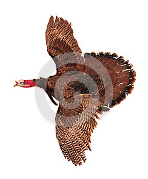 Flying turkey