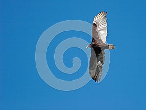 Flying Turkey Vulture