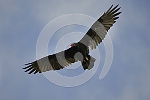 Flying turkey vulture