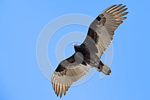 Flying turkey vulture Cathartes aura
