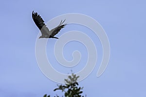 Flying Turkey Vulture cathartes aura, also known as the Turkey Buzzard, John Crow or Carrion Crow - Peninsula de Zapata